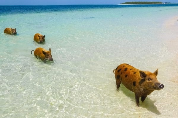 Bahamas Abacos pigs