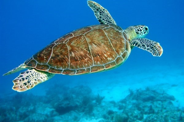 Bahamas Harbour Island turtle